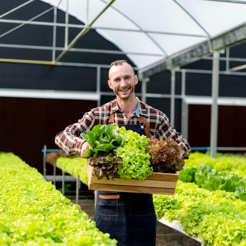 young-agribusiness-owner-farmer-working-and-holding-organic-hydroponic-vegetable-in-basket.jpg